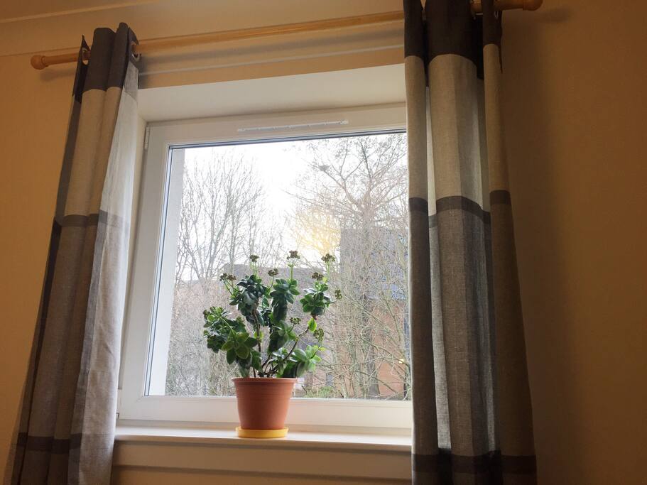 window view with trees