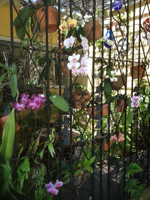 Orchids are bloomdw