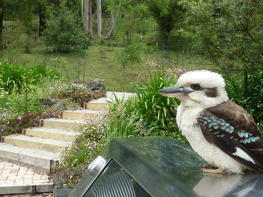 Kookaburras sitting on the BBQ