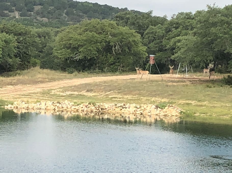 Friendly deer feeding on the other side of the pond.