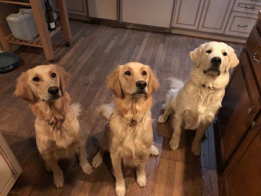 Golden Retrievers