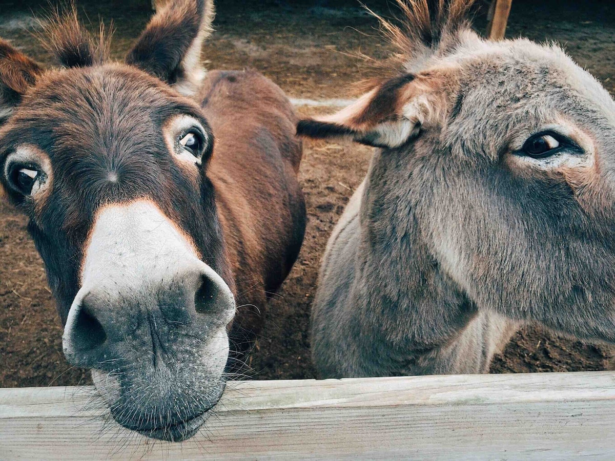 Two donkeys stand closely together, with one donkey's large brown eyes prominently visible in the foreground. The second donkey, light gray in color, is slightly behind. A wooden fence is present in the background, and the ground appears sandy.