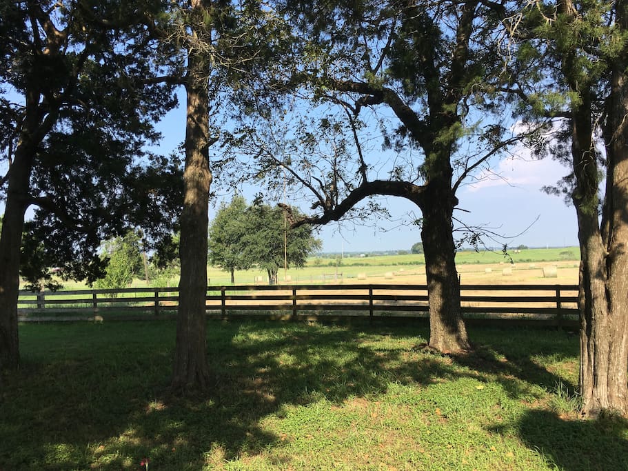 Black Walnut Ranch is 100 acres of peace, quiet, and beautiful views. These are the trees for which it's named.