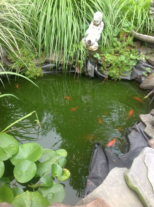 Koi pond