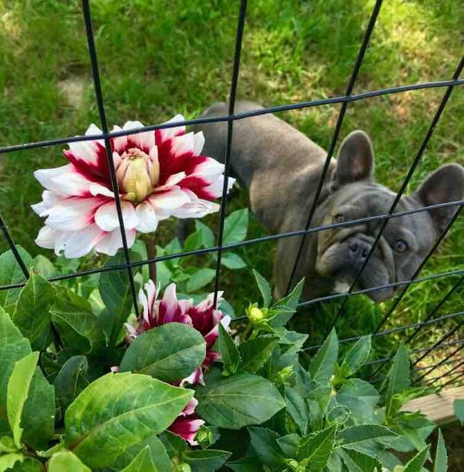 Elvis, the French Bulldog El Bulli Mascot