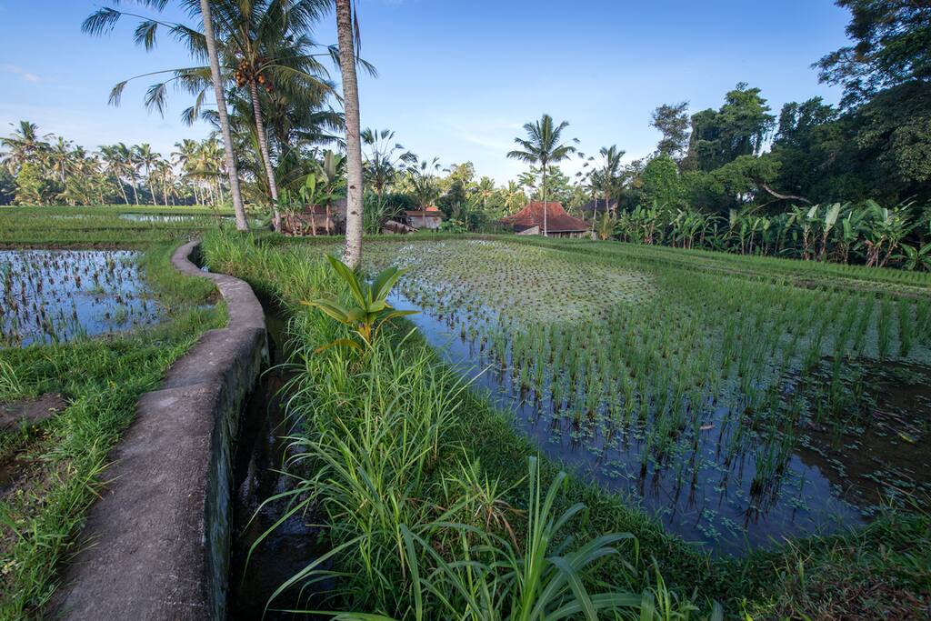 The Path to the Property