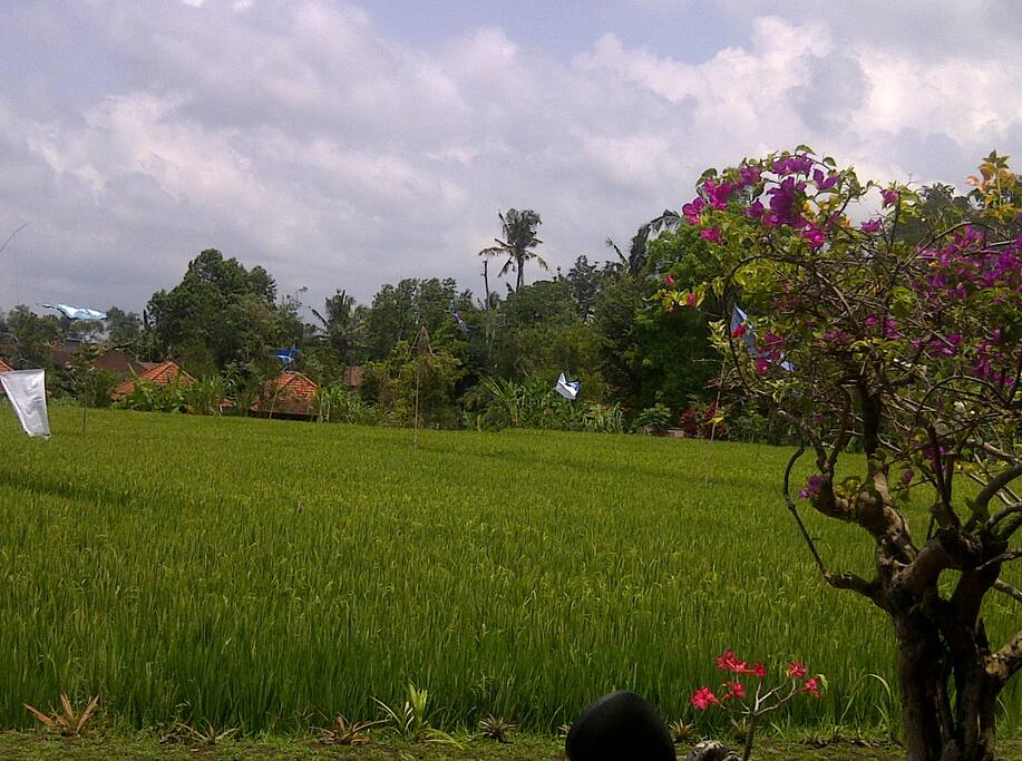 View Standard Double Room AC