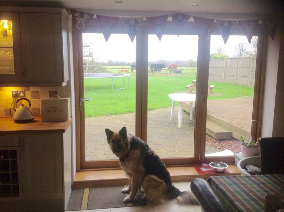 Dexter our dog, with view to garden and fields beyond.