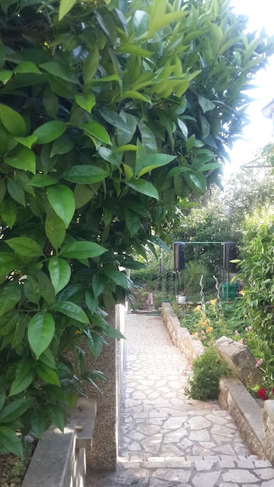 Apartment entrance with orange tree.