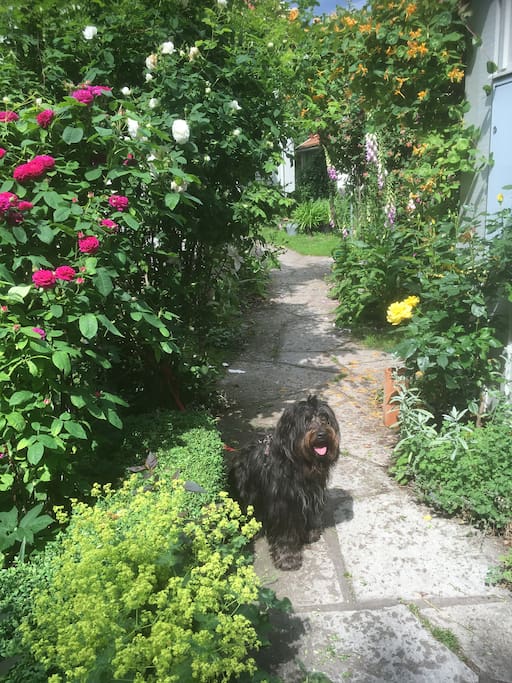 My dog Hedda