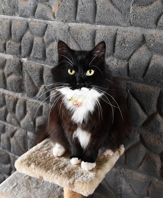 This is Foo, he loves people but will tell you he is the boss with a nip, he adopted us when he was a starved kitten