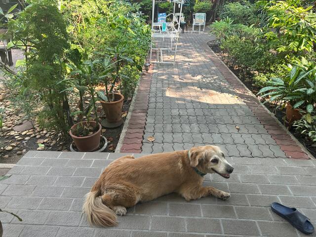 Ekkamai House with lots of Trees gallery image 2