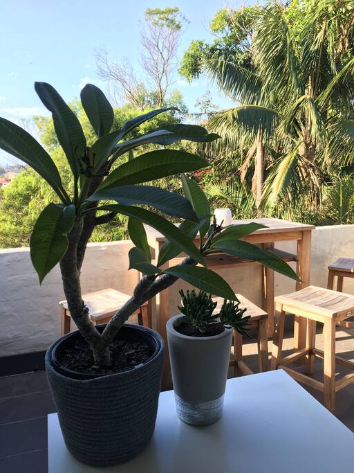 Frangipani and succulent enjoying the morning sun