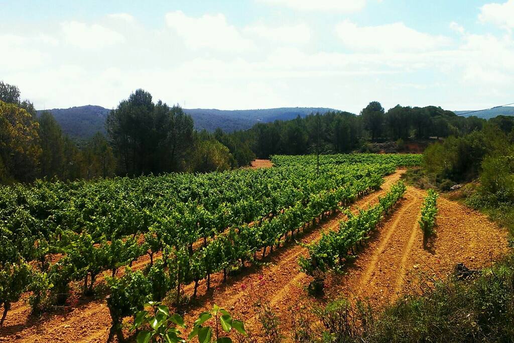 viñedos