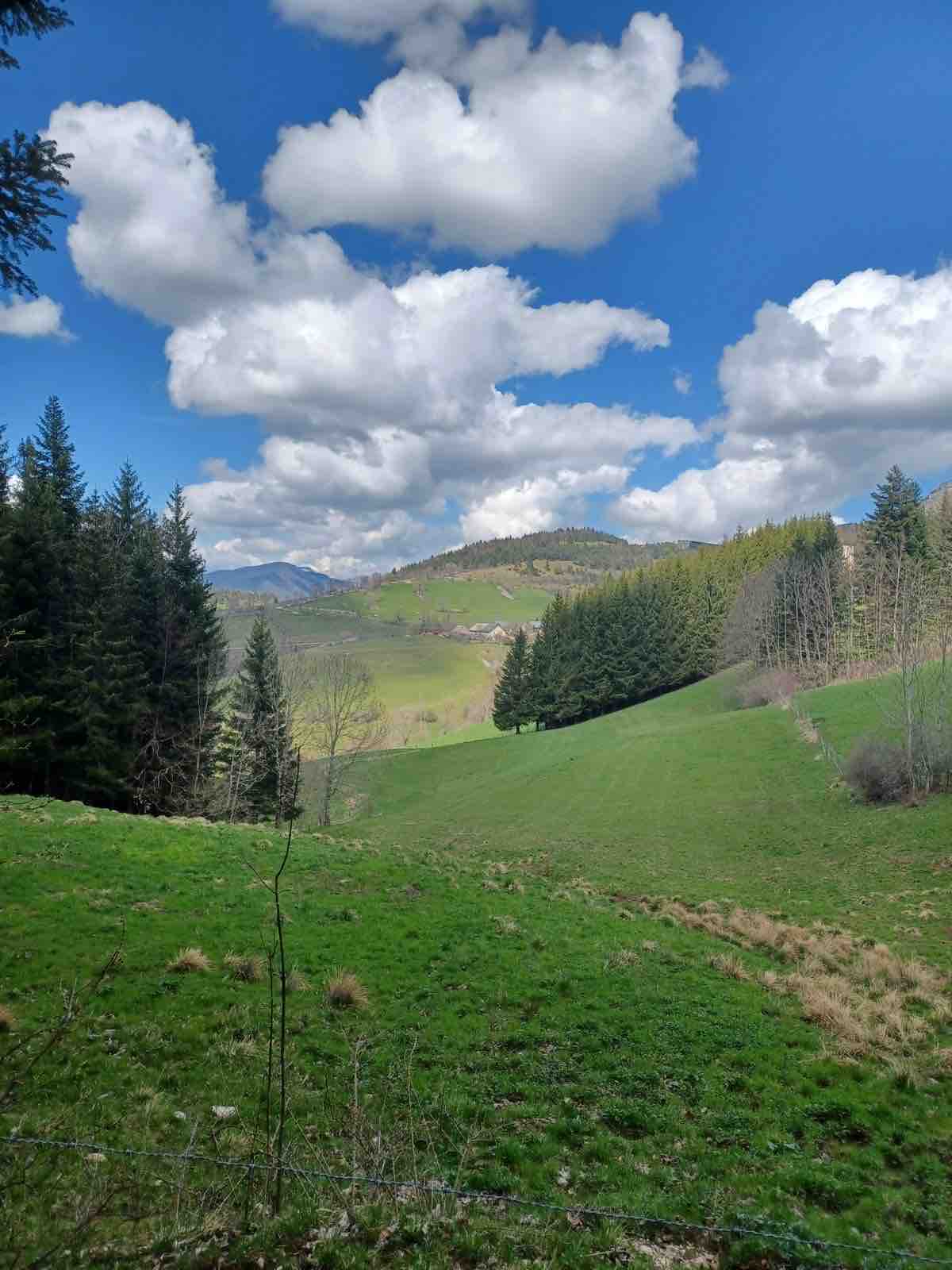 A scenic landscape showcases rolling green hills and a mix of coniferous and deciduous trees under a bright blue sky. Fluffy white clouds drift above, creating a tranquil natural setting.