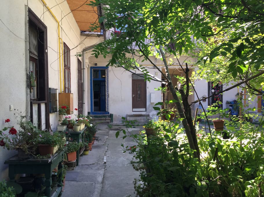 Welcoming yard with Fig Tree