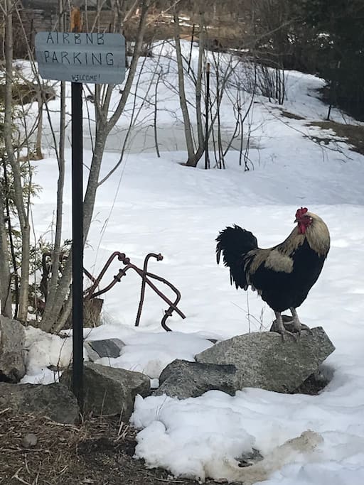 Our sweet roo by your parking sign