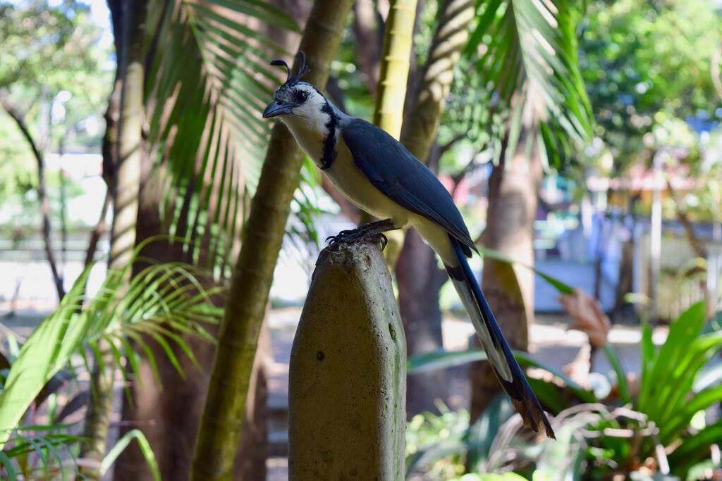 Wildlife around
Hotel Aurora