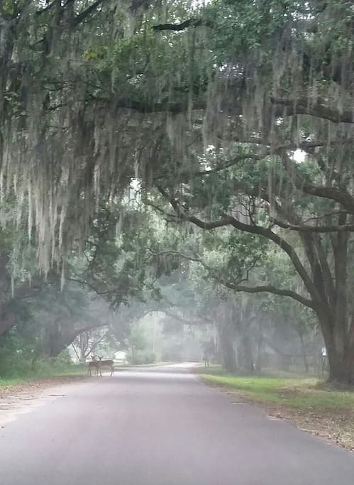Avenue of ancient oaks leading down Abbapoola Road to Del Mar