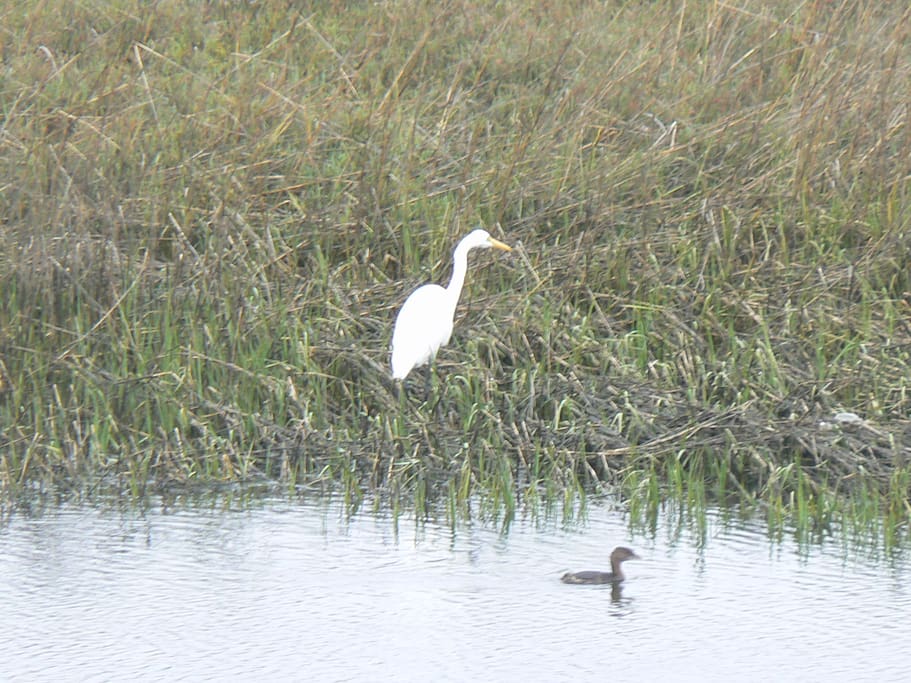 World-class Sea-Bird Viewing