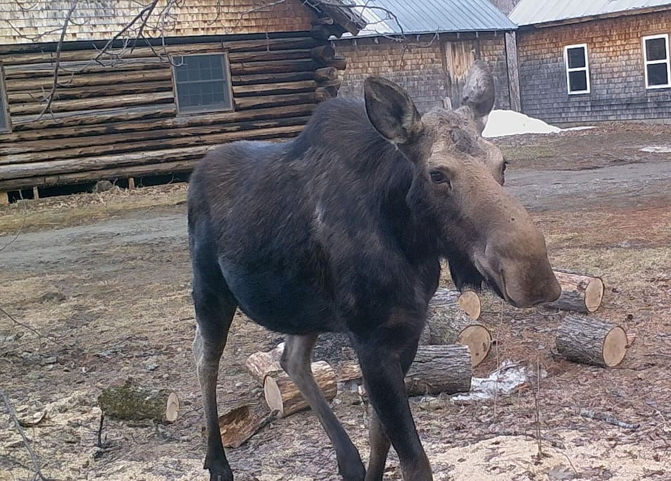 Moose cow in yard