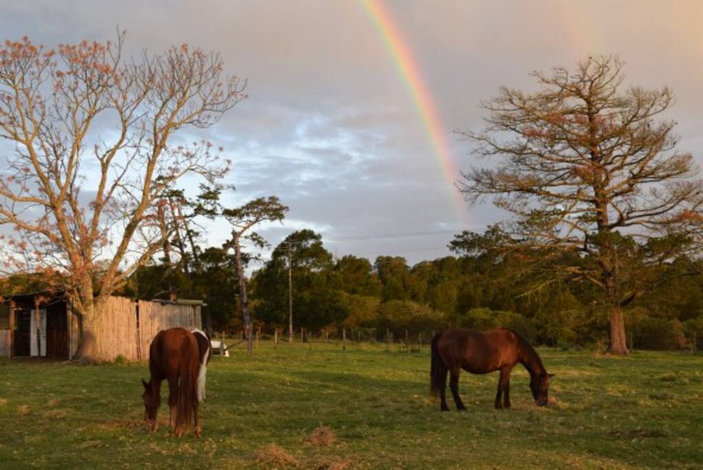 Horses Grazing