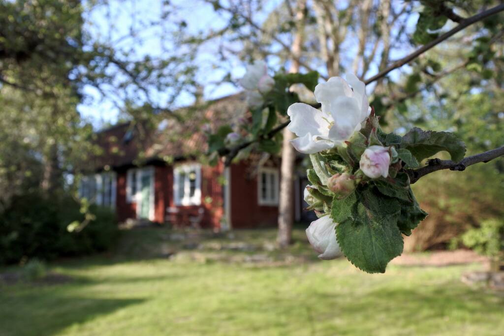Äppelträden i blom!