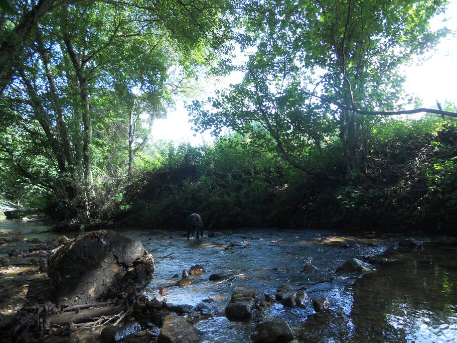 The creek is within a few feet of your tent.