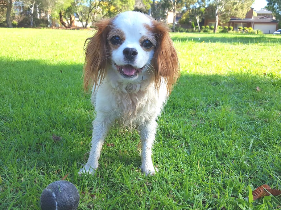 Jazzy, the friendly little house mascot! She loves tennis balls and having them thrown for her in the park opposite.