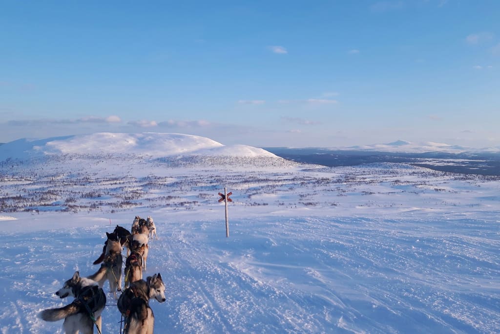 Sleddogs in south Lappland.