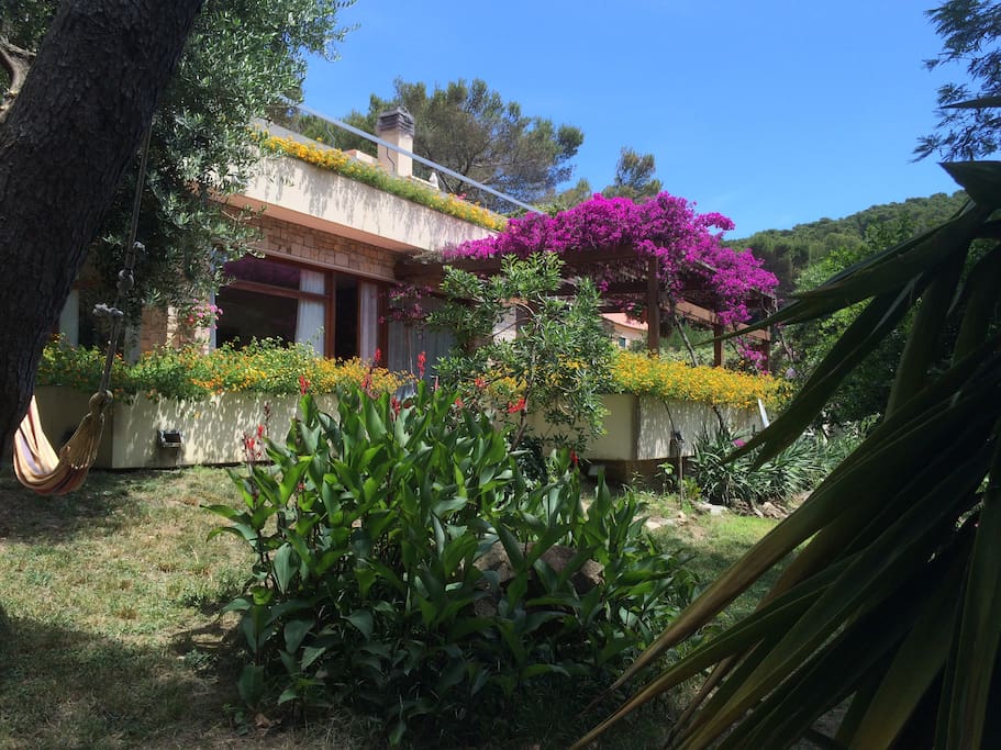 The garden