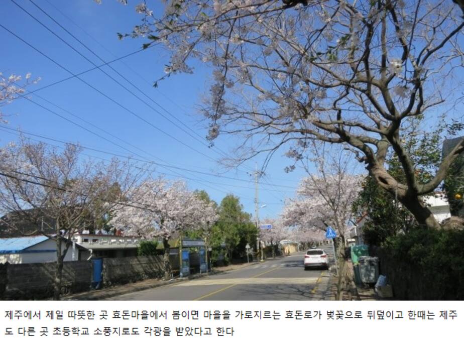 Cherry Trees in village