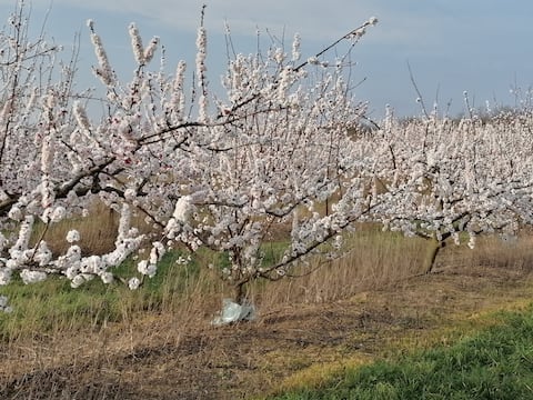 Air-conditioned 2-room apartment in Les Abricotiers with pool