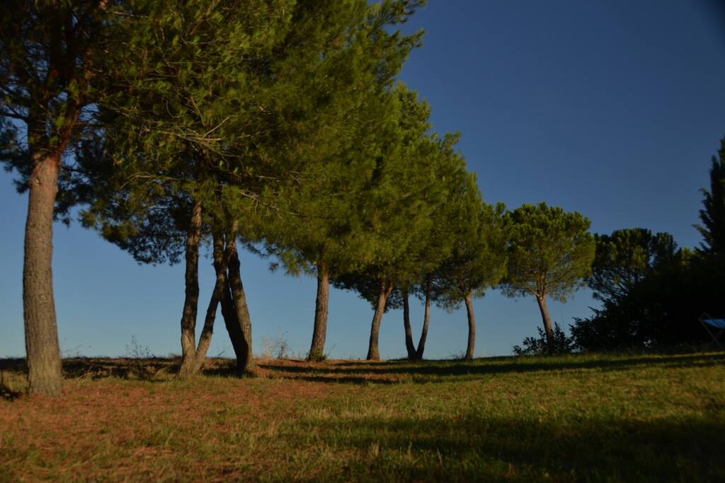 i pini marittimi davanti agli appartamenti