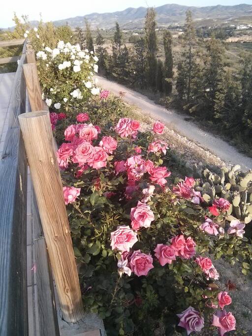 con sus rosas valientes. Crecen al Sur