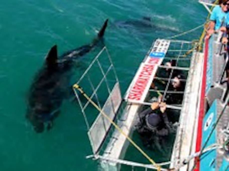 Swimming with sharks