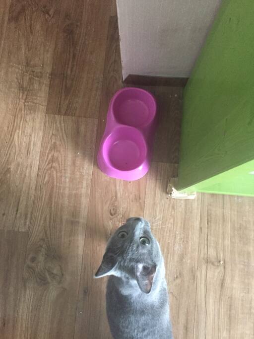 需要帮忙喂猫咪