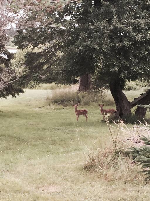 Deer in the yard every evening eating the apples on the ground.