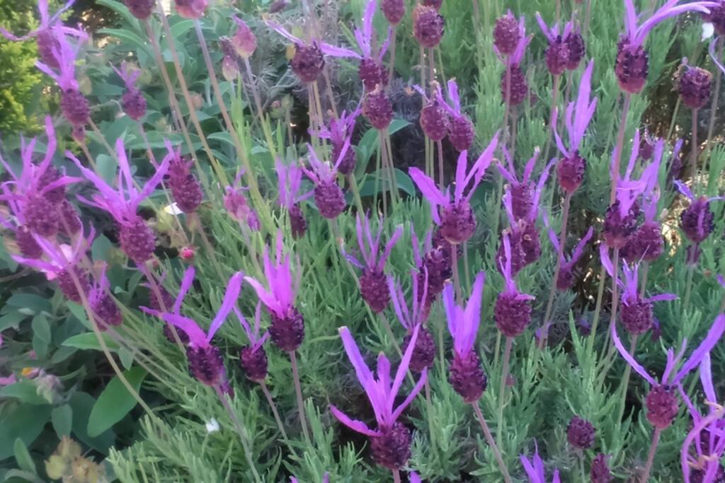 jardin