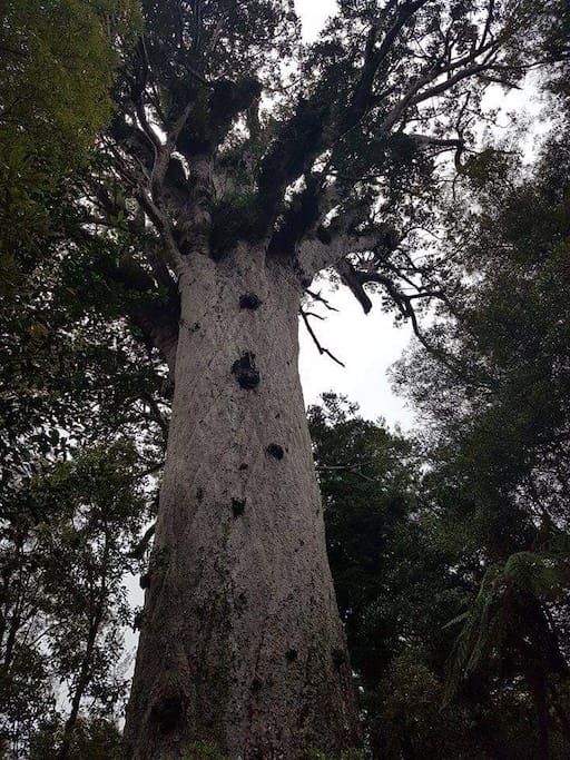 Tane Mahuta