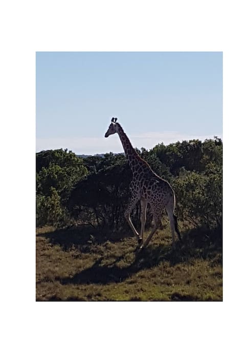 Game farms on our doorstep