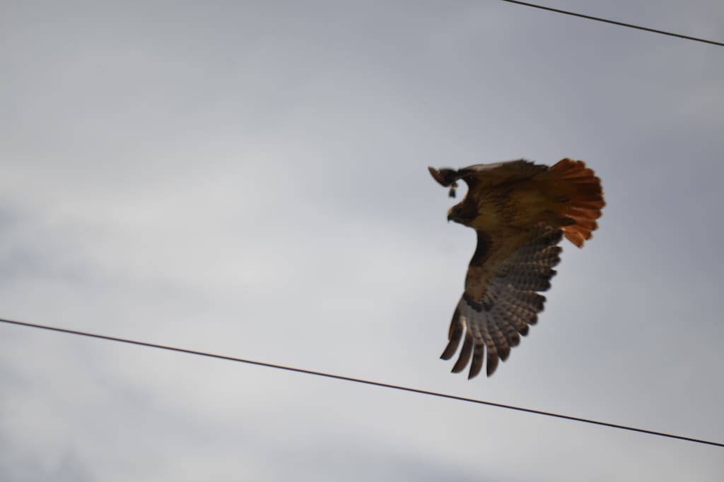 One of our nesting hawks