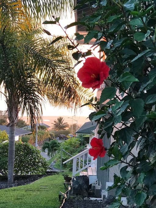 Side yard ocean view