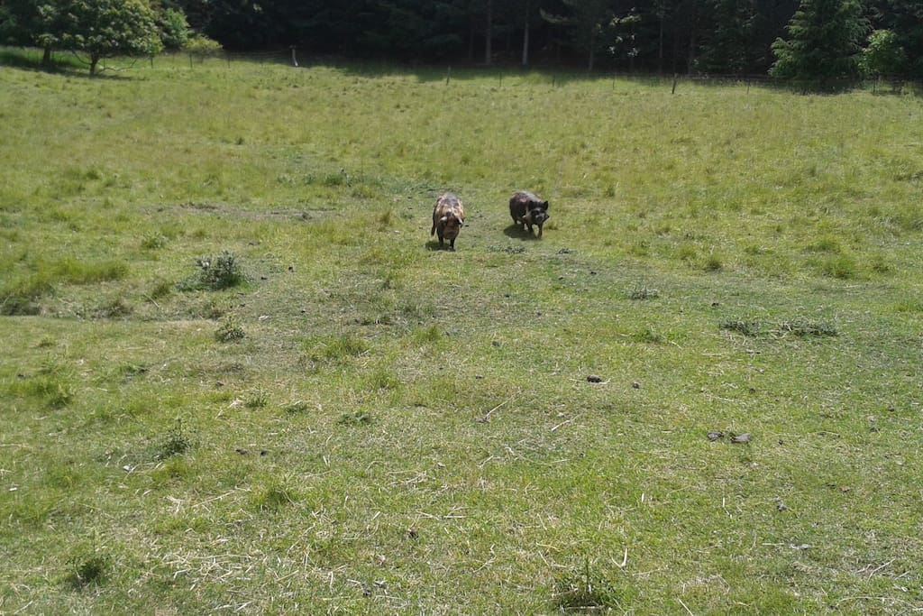 The piglets