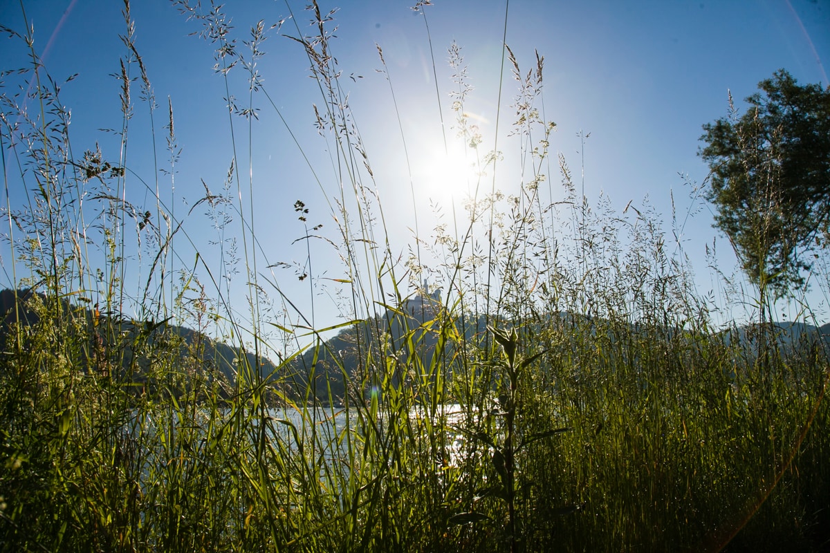 Tall grasses and wildflowers frame a sunlit landscape, with a view of rolling hills and a body of water in the background. The sun casts a warm glow, illuminating the scene against a clear blue sky.