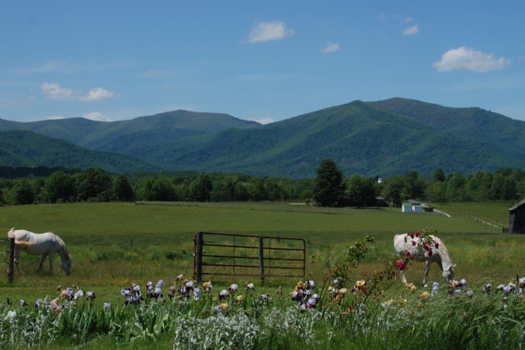 Charming Cottage, Spectacular View! Cottages for Rent in Amherst