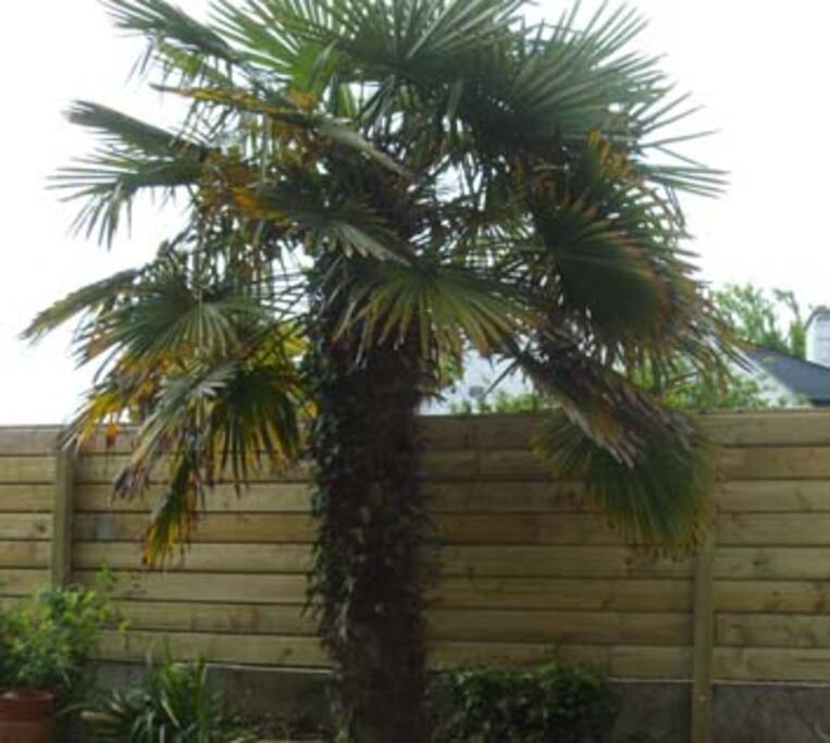 2 palmiers dans le jardin