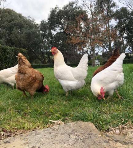 Springview Farm Glamping – Farm stay gallery image 5