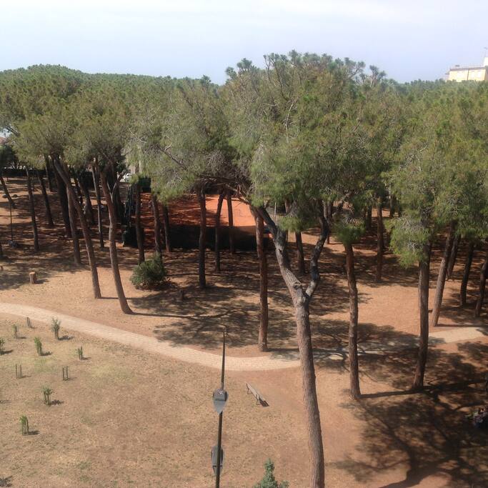 pineta di fronte all'appartamento