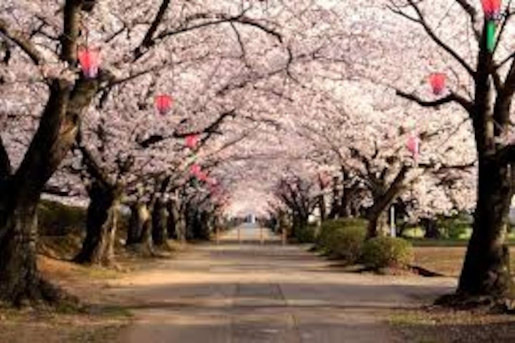 造幣局 桜の通り抜け/Cerry Blossaam Viewing at Japan Mint
桜の見頃 4月の中旬1週間/These flowers are best viewed middle April.